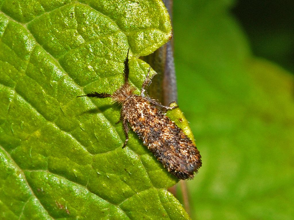 Microlepidottero dalle strane antenne:  Ochsenheimeria taurella (Ypsolophidae) ♀